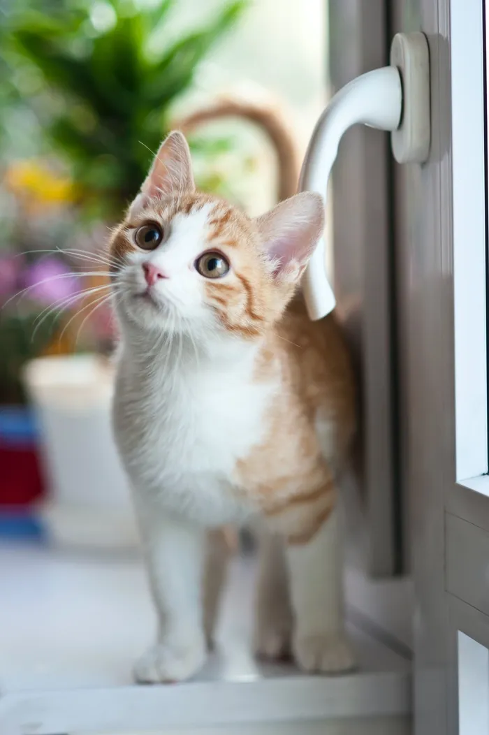 可爱猫咪猫猫摄影素材