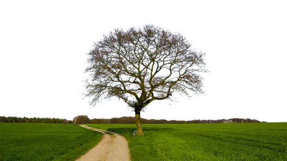 田地树木现代农业