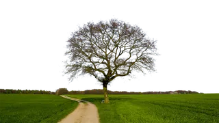 田地树木现代农业