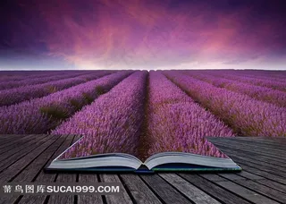 创意木地板熏衣草花圃鲜花图片