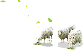 绵羊卡通动物素材白色
