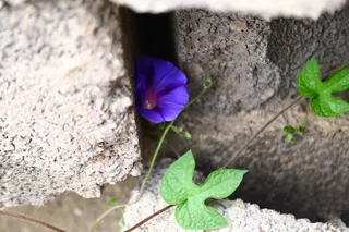 墙缝中的牵牛花