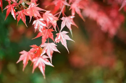 2016年9月日历桌面图片 2016年9月日历桌面图片