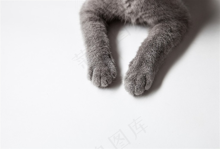 露出俩猫爪的灰猫局部摄影高清图片
