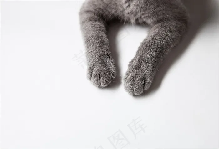 露出俩猫爪的灰猫局部摄影高清图片