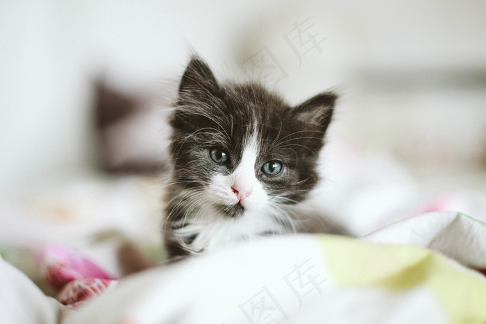 可爱卖萌小奶猫图片