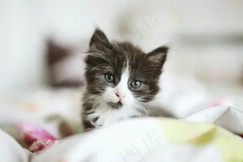 可爱卖萌小奶猫图片 可爱卖萌小奶猫图片