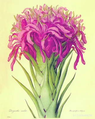 唯美花卉复古艺术油画