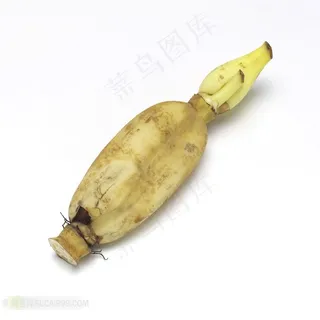 新鲜蔬菜摄影莲藕素材