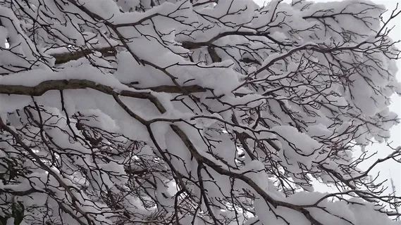 树枝上面挂满了霜雪