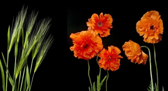 几朵红色罂粟花