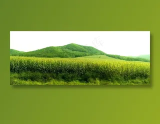 山脚下的玉米地