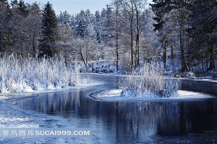 冬季雪地树林美景图片