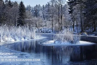 冬季雪地树林美景图片