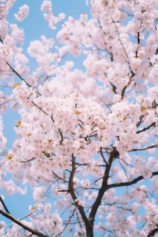 蓝天里盛开的樱花淡粉色摄影图