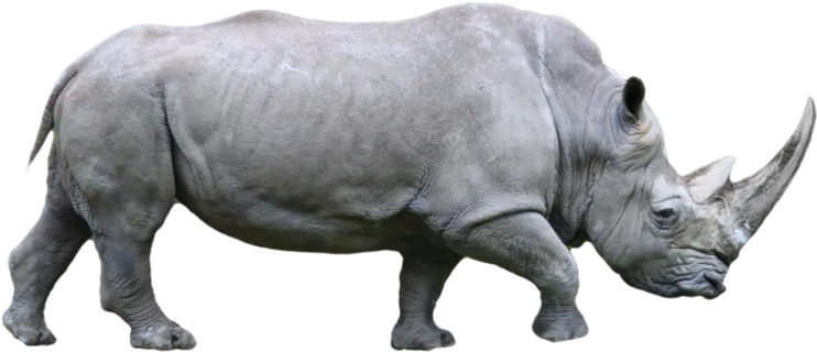 犀牛素材卡通动物