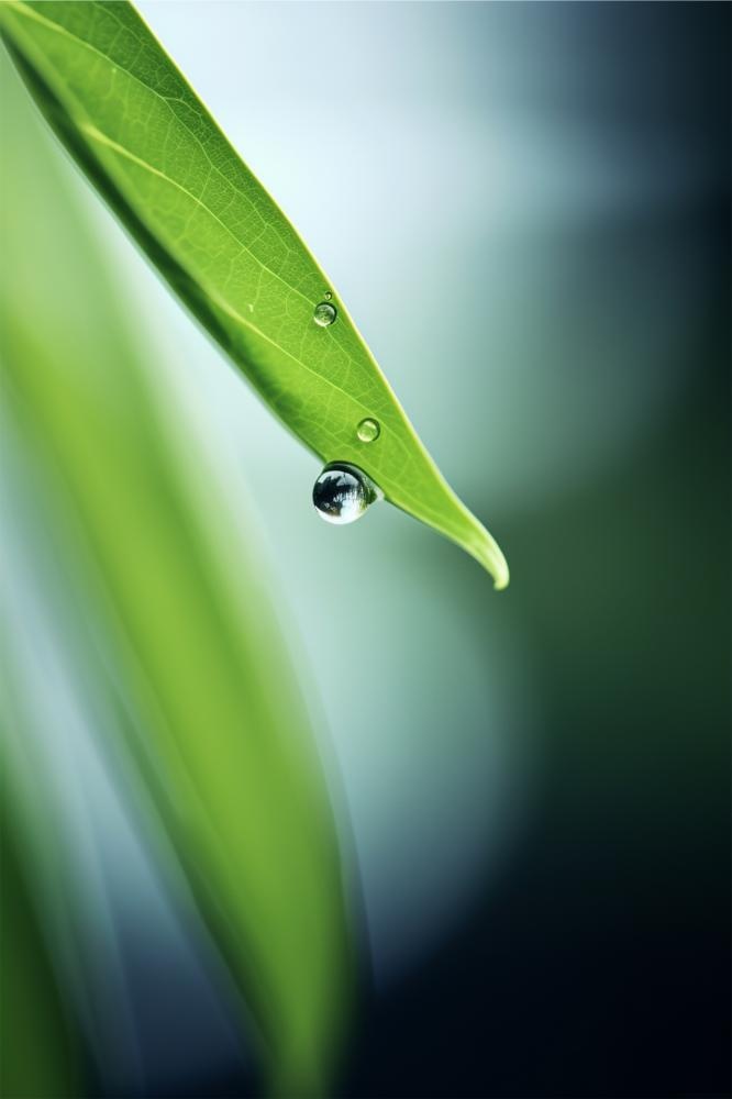 清新枝叶露珠绿色节气海报背景