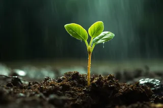 下雨天坚韧的嫩芽摄影图