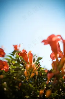 橙色花图片 橙色花图片