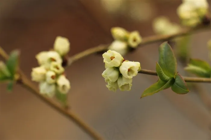 山东日照蓝莓湾蓝莓花
