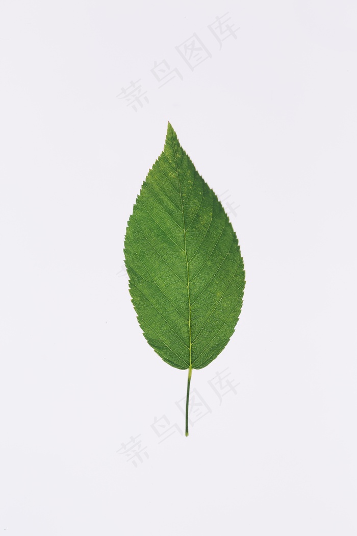 一片绿叶ppt背景图片