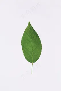 一片绿叶ppt背景图片