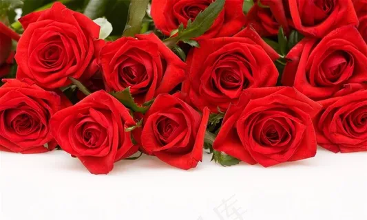 情人玫瑰花语