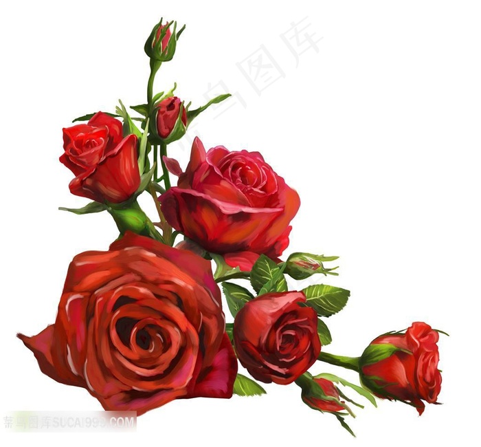 高清鲜红玫瑰花图片