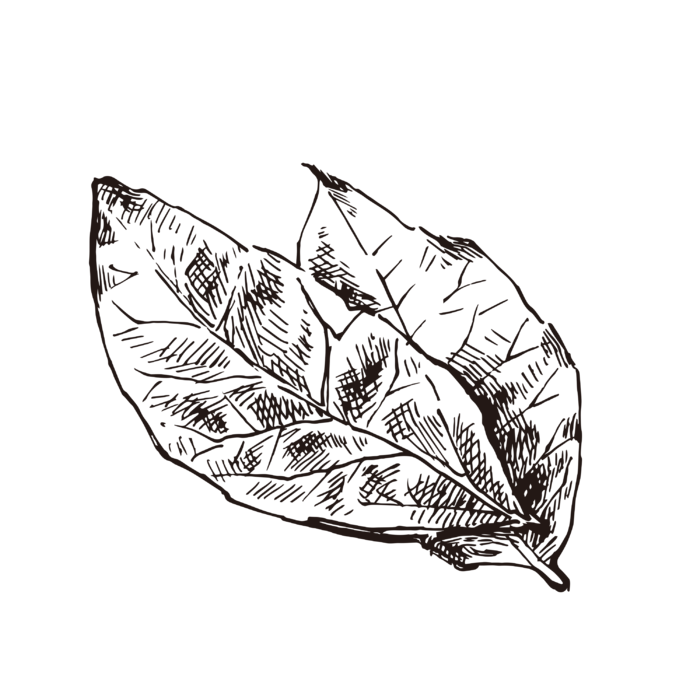 线条草本花卉手绘植物-月桂叶