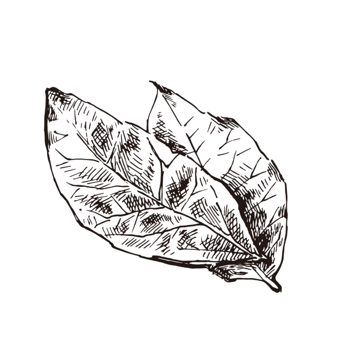 线条草本花卉手绘植物-月桂叶