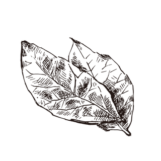 线条草本花卉手绘植物-月桂叶