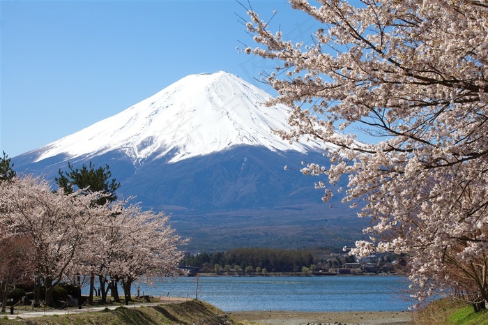 春天的樱花与富士山