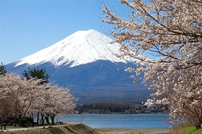 春天的樱花与富士山