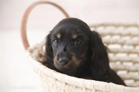 高清篮子里的金毛狗狗图片 高清篮子里的金毛狗狗图片