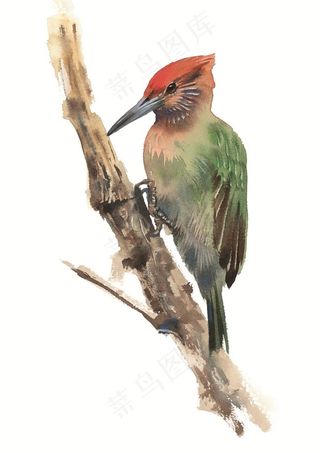 啄木鸟彩绘素材