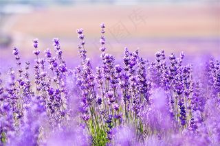 唯美薰衣草花海鲜花图片素材