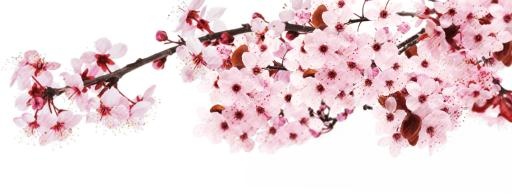 樱花 PNG免抠(1136x431)
