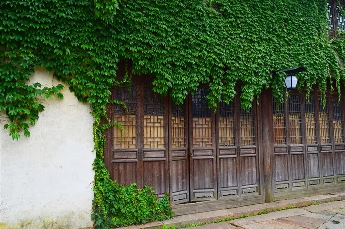 城楼上铺满了爬墙虎