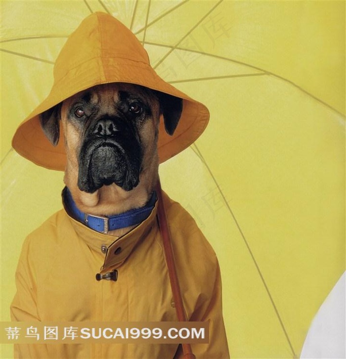 撑着黄色雨伞的狗狗图片