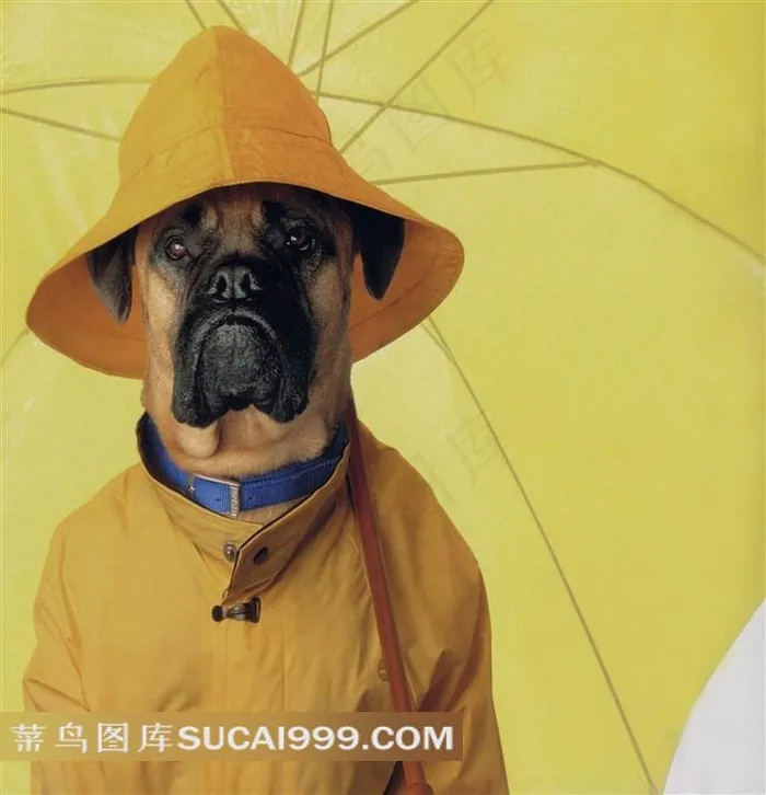 撑着黄色雨伞的狗狗图片