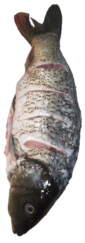 先杀生鱼鲤鱼鲫鱼免抠摄影元素素材