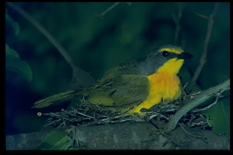 飞禽 283 飞禽 283