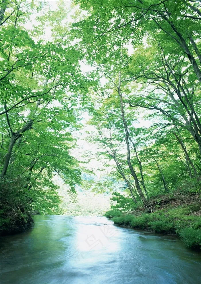 树林河流风景仰视图片