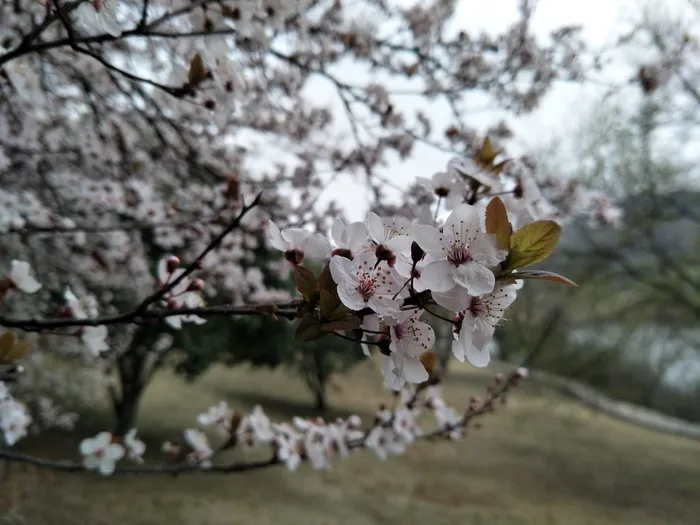 盛开的樱花
