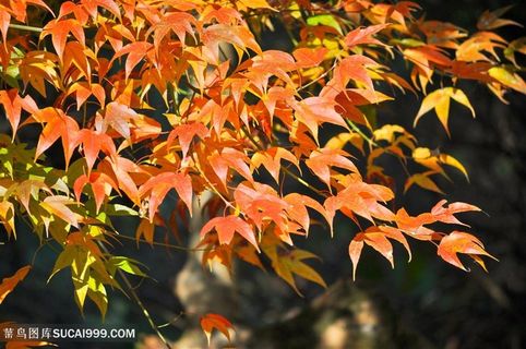 枫叶素材背景图片