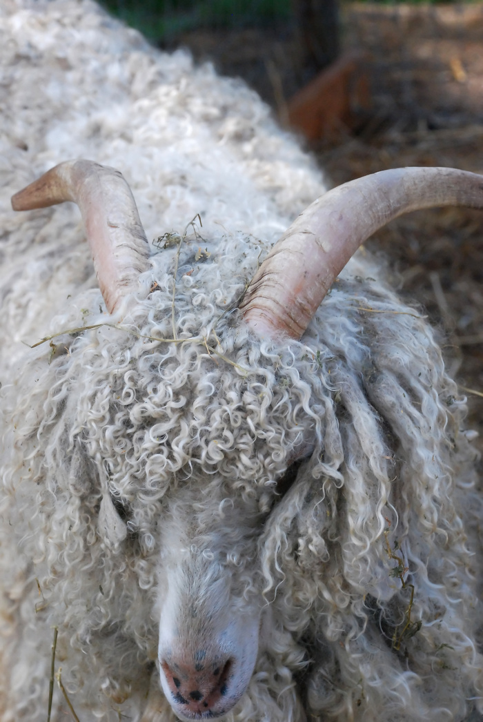 羊白羊牧场动物素材动物实拍