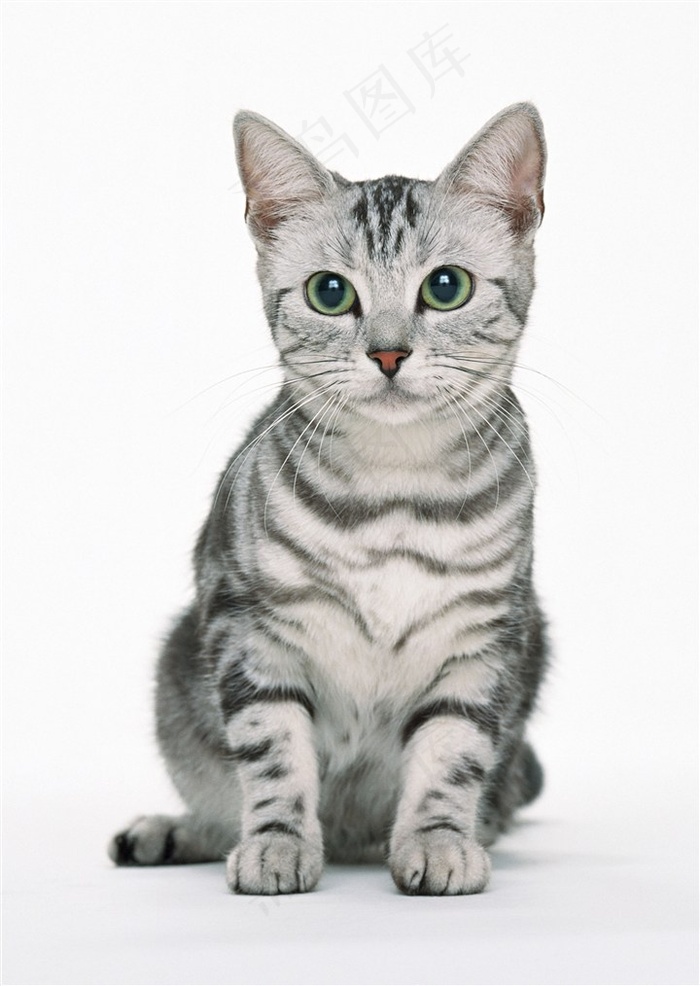宠物猫萌猫素材
