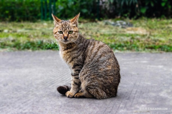 注视你的花狸猫