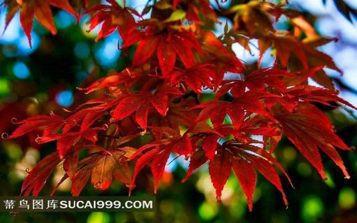 静宜园香山红叶摄影大图
