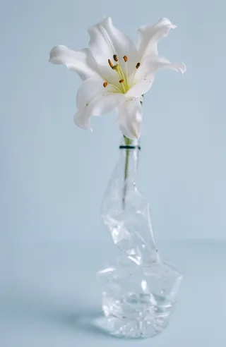 白色纯洁百合摄影素材